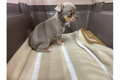 成約済の愛媛県のチワワ(スムースコート)-131535の2枚目