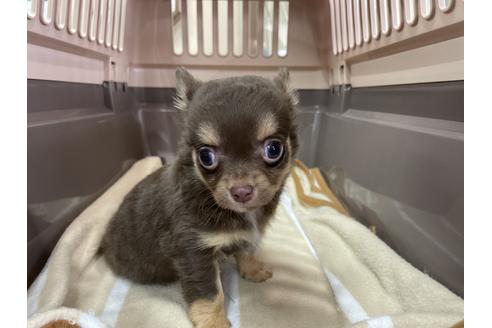 成約済の愛媛県のチワワ(ロングコート)-131536の2枚目