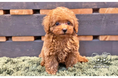 成約済の愛知県のタイニープードル-132631の9枚目