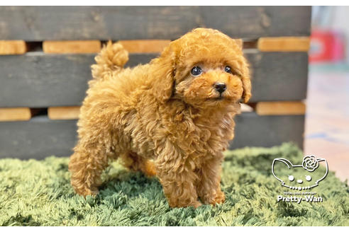 成約済の愛知県のタイニープードル-132631の8枚目