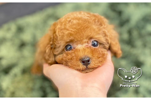 成約済の愛知県のタイニープードル-132631の2枚目