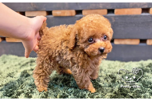 成約済の愛知県のタイニープードル-132631の3枚目