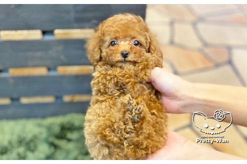 成約済の愛知県のタイニープードル-132631の4枚目