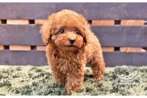 成約済の愛知県のタイニープードル-132631の5枚目