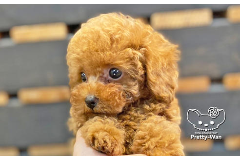 成約済の愛知県のタイニープードル-132631の6枚目