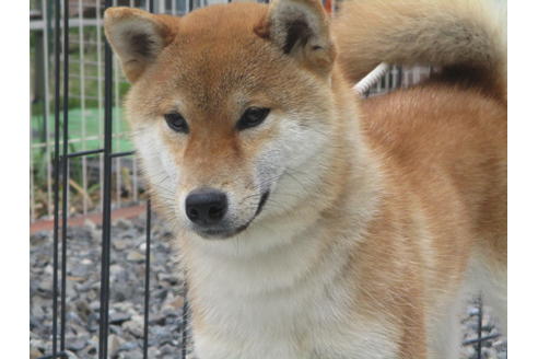 成約済の岡山県の柴犬-129685