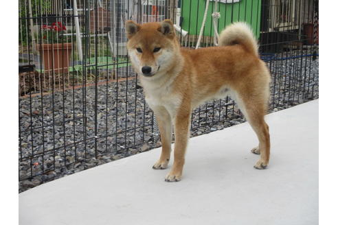 成約済の岡山県の柴犬-129685の5枚目