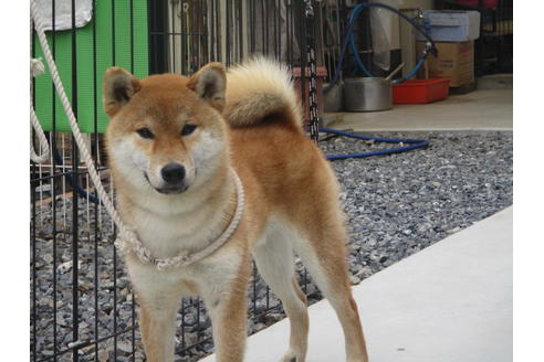 成約済の岡山県の柴犬-129685の4枚目