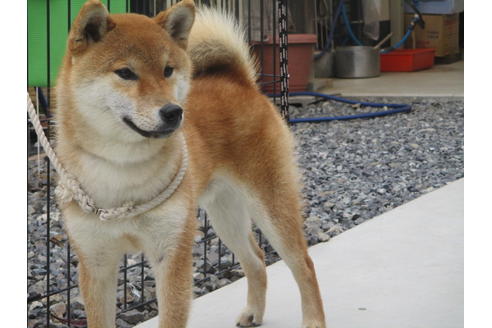 成約済の岡山県の柴犬-129685の3枚目