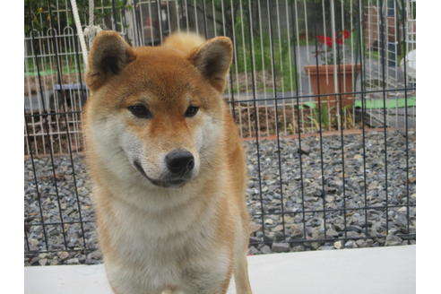 成約済の岡山県の柴犬-129685の2枚目
