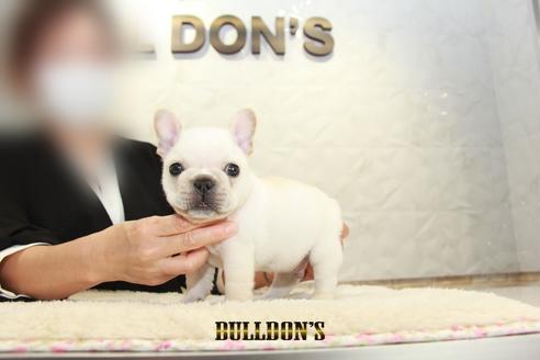 成約済の東京都のフレンチブルドッグ-132663の7枚目