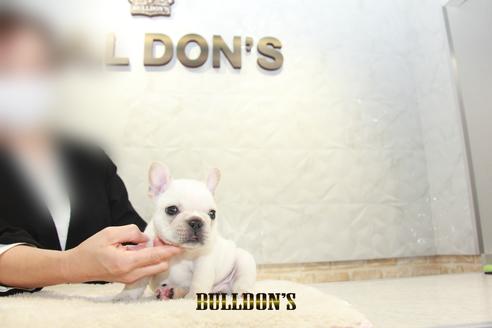 成約済の東京都のフレンチブルドッグ-132663の6枚目