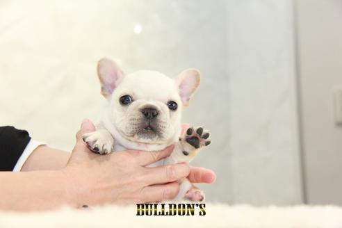 成約済の東京都のフレンチブルドッグ-132663の5枚目