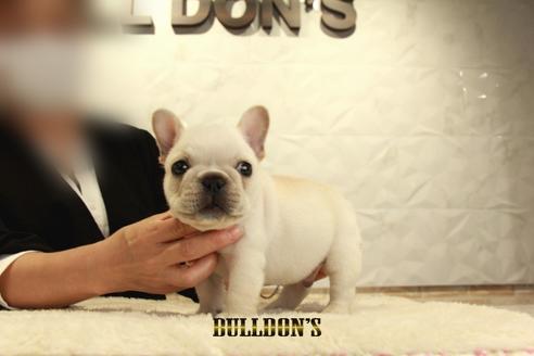 成約済の東京都のフレンチブルドッグ-132663の4枚目