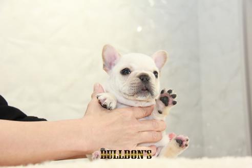 成約済の東京都のフレンチブルドッグ-132663の2枚目