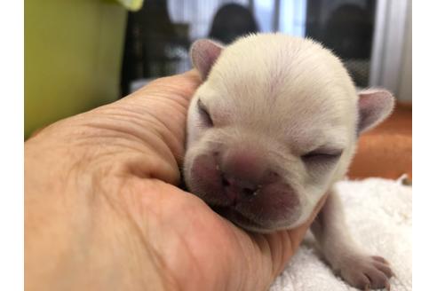 成約済の愛知県のフレンチブルドッグ-132686の2枚目