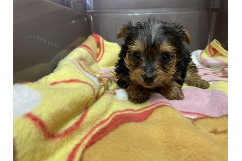 成約済の愛媛県のヨークシャーテリア-131543の4枚目