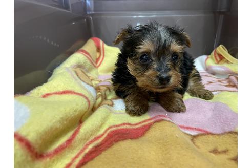 成約済の愛媛県のヨークシャーテリア-131543の3枚目