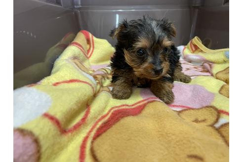 成約済の愛媛県のヨークシャーテリア-131543の2枚目