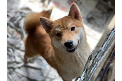 成約済の大分県の豆柴-132700の1枚目