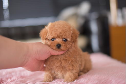 成約済の茨城県のティーカッププードル-132359の1枚目