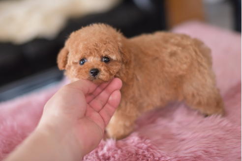 成約済の茨城県のティーカッププードル-132359の6枚目