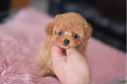 成約済の茨城県のティーカッププードル-132359の5枚目