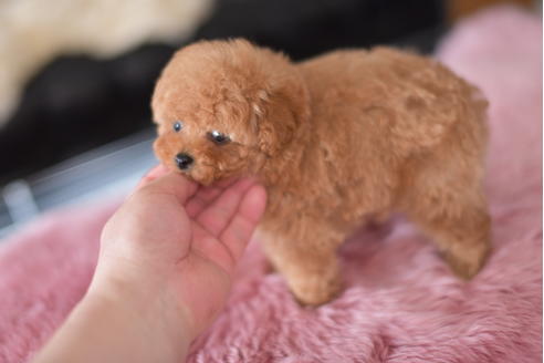 成約済の茨城県のティーカッププードル-132359の4枚目