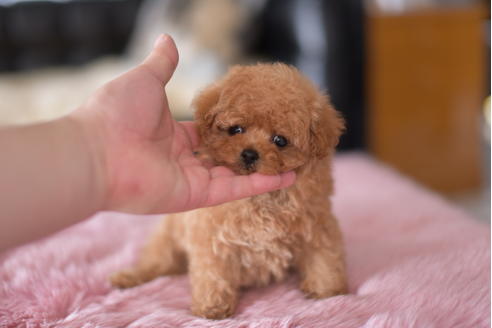 成約済の茨城県のティーカッププードル-132359の3枚目