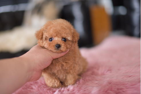 成約済の茨城県のティーカッププードル-132359の2枚目