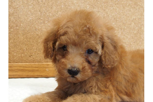 成約済の愛知県のトイプードル-129801の8枚目