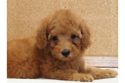 成約済の愛知県のトイプードル-129801の1枚目
