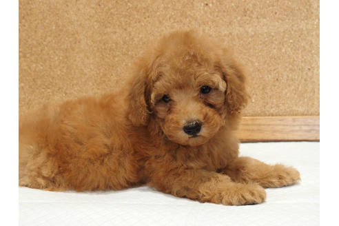 成約済の愛知県のトイプードル-129801の7枚目