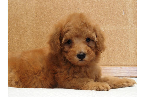 成約済の愛知県のトイプードル-129801の6枚目