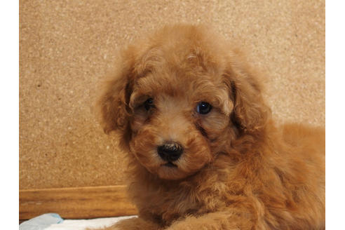 成約済の愛知県のトイプードル-129801の5枚目