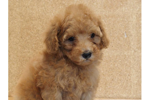 成約済の愛知県のトイプードル-129801の4枚目