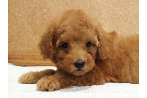 成約済の愛知県のトイプードル-129801の3枚目