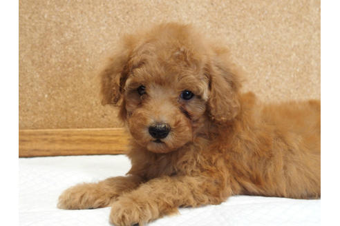 成約済の愛知県のトイプードル-129801の2枚目