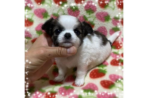 成約済の福岡県のチワワ(ロングコート)-131472の1枚目