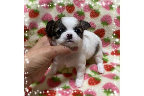 成約済の福岡県のチワワ(ロングコート)-130183