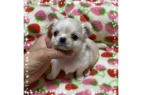 成約済の福岡県のチワワ(ロングコート)-129572の1枚目