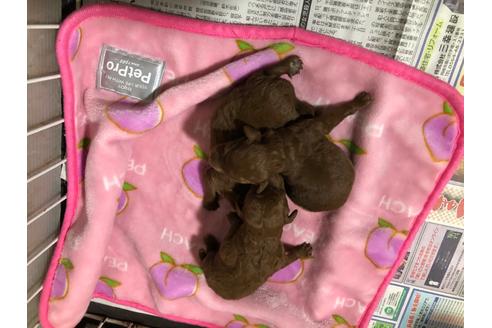 成約済の愛知県のトイプードル-132547の7枚目