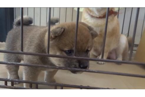 成約済の佐賀県の豆柴-132756