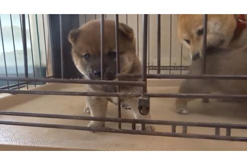 成約済の佐賀県の豆柴-132756の2枚目