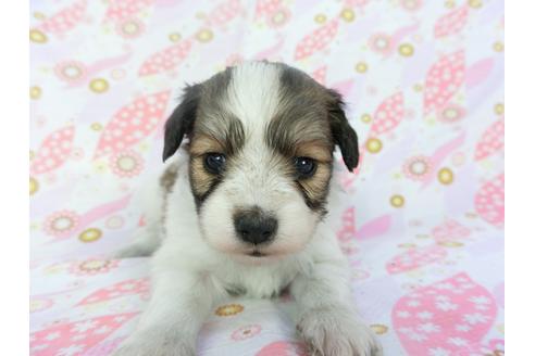成約済の千葉県のパピヨン-132765の1枚目