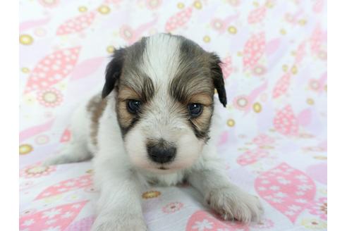 成約済の千葉県のパピヨン-132765の4枚目