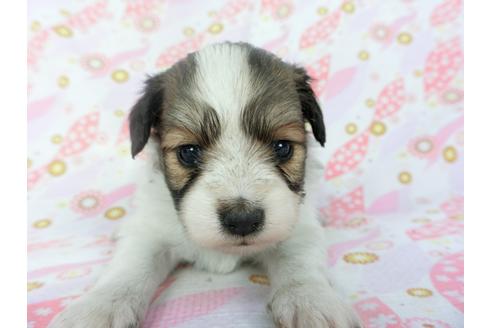 成約済の千葉県のパピヨン-132765の3枚目