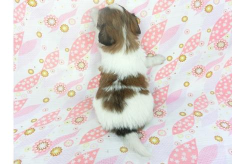 成約済の千葉県のパピヨン-132765の2枚目