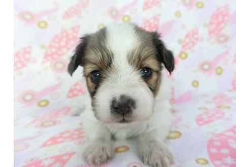 成約済の千葉県のパピヨン-132772の4枚目