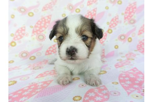 成約済の千葉県のパピヨン-132772の3枚目